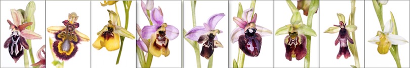 Flower photography images of orchids on a white background